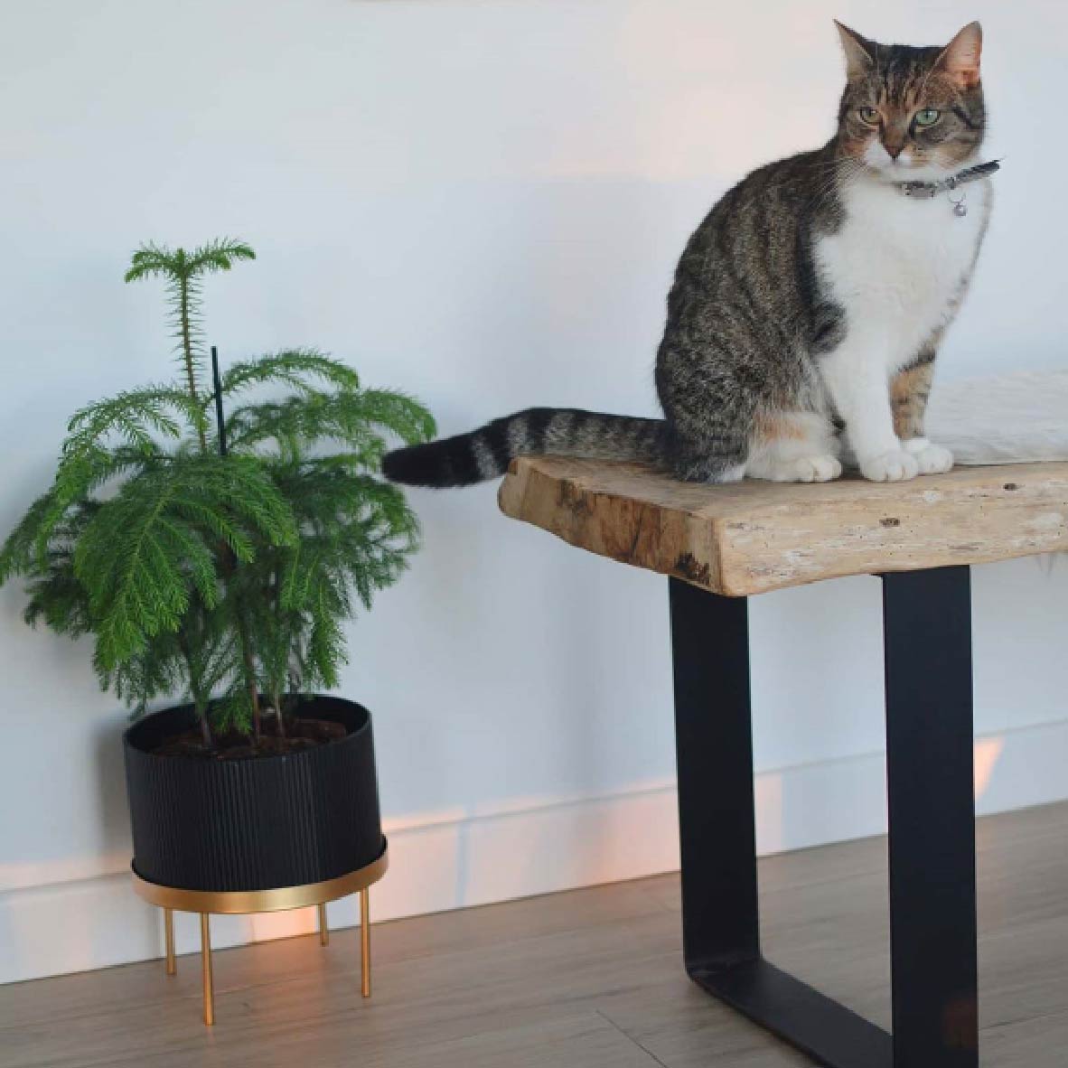 article-fengshui-entrée9
